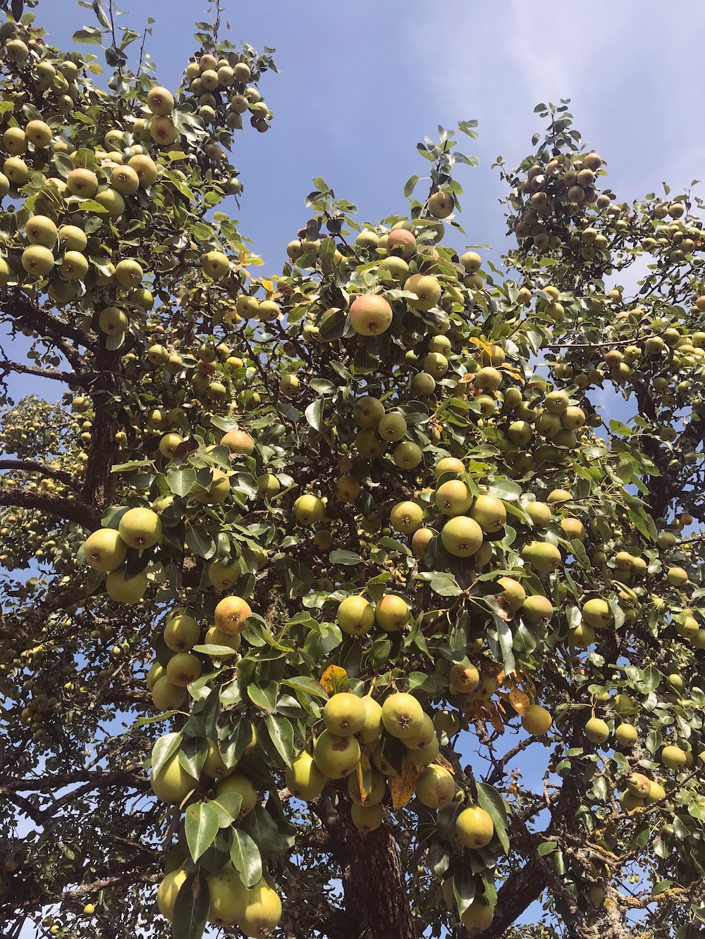 Pear tree full of pears